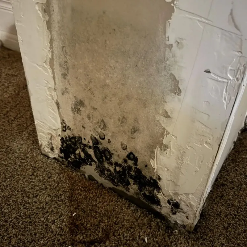 Professional Mold Removal in Linn County, MO